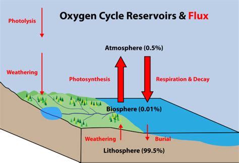 Oxygen Cycle - Meaning, Steps & Diagram with Images and FAQs