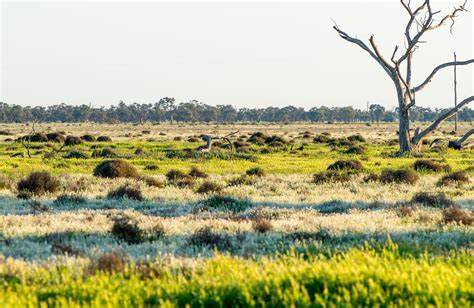 NSW Grassland environments | NSW National Parks