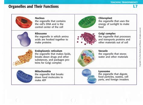 Cell Organelles And Their Functions – NBKomputer