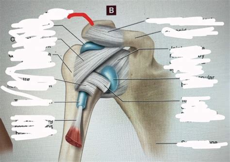 Coracohumeral Ligament Flashcards | Quizlet