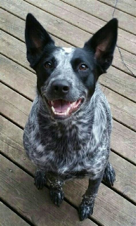 Blue Heeler/Border Collie Mix