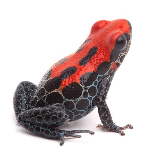 Poison Dart Frog Facts - Animal Sake