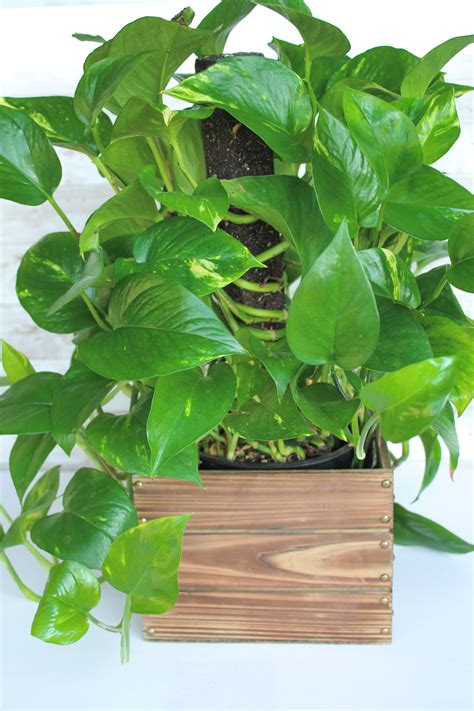 Easy To Grow Indoor Vine Plants