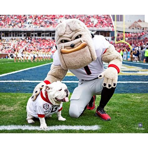 Georgia Bulldogs Fanatics Authentic Unsigned Hairy Dawg with Uga Photograph | Georgia bulldogs ...