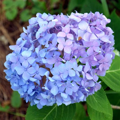 Farmers Seed & Supply Co. Inc.: Hydrangea - Flower of Many Colors