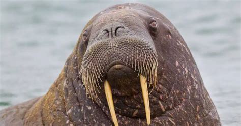 Walrus Behavior - AnimalBehaviorCorner