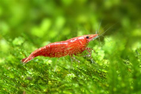 Aquarium Perfection: Cherry Shrimp Tank Mates🍒🦐| Fish Lab