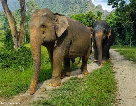 Kavey Eats » Elephant Hills | An Ethical Elephant Sanctuary in Thailand