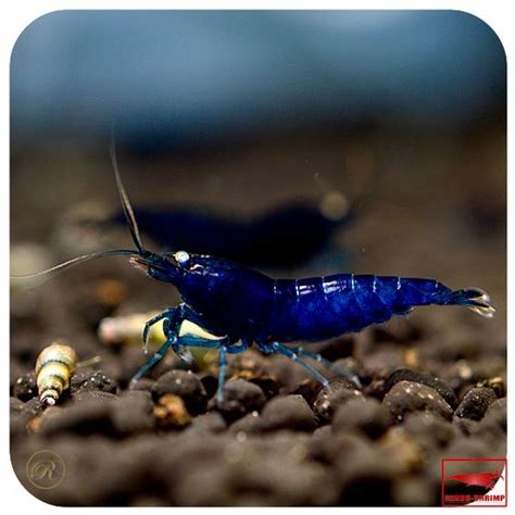 Royal Blue Tiger Shrimp #aquariumshrimpfreshwater #nanoaquariumshrimp #aquariumshrimptanks # ...