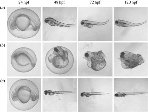 Zebrafish Embryo Stages