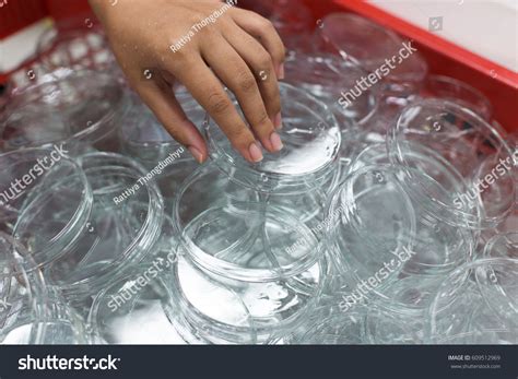 Washing Petri Dish Experiment Lab Stock Photo 609512969 | Shutterstock