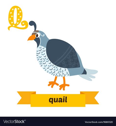 Quail q letter cute children animal alphabet Vector Image