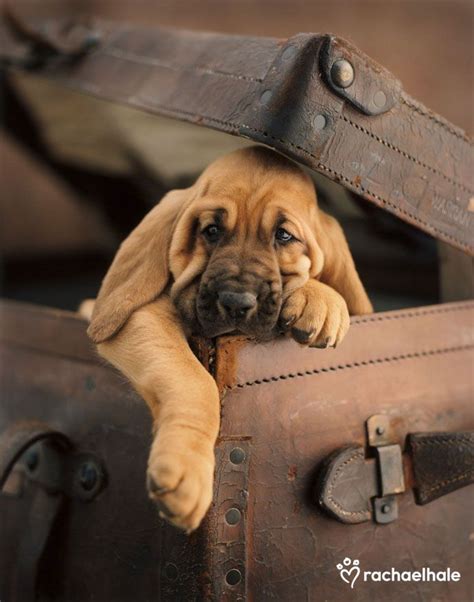 1000+ images about Pet Photography, props, and studios on Pinterest