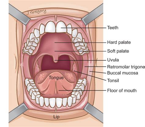 Oral Cavity Anatomy