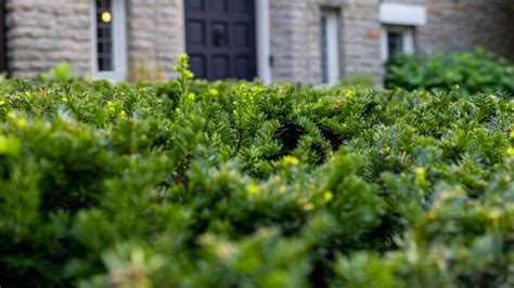 How To Grow A Dense Yew Hedge