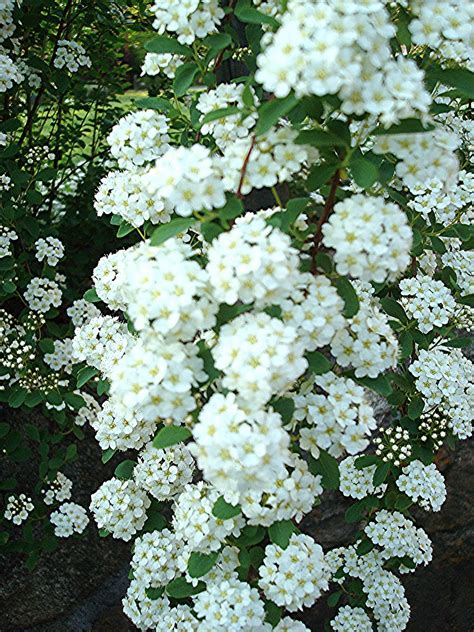 Flowers and Nature in my Garden: Spirea Japonica "Bridal Wreath"