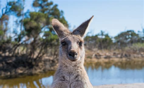 A List Of Australian Outback Animals Found In The Opal Fields