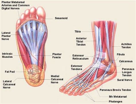 Foot Muscles : Attachment, Nerve Supply & Action - Anatomy Info