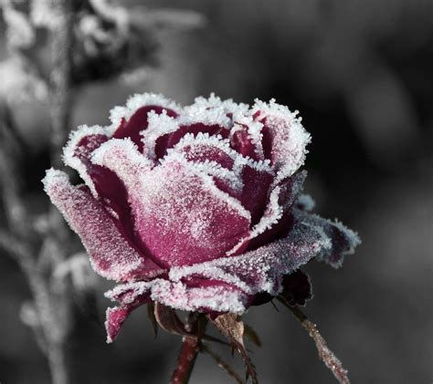 Flowers in Snow Wallpapers - Top Free Flowers in Snow Backgrounds - WallpaperAccess