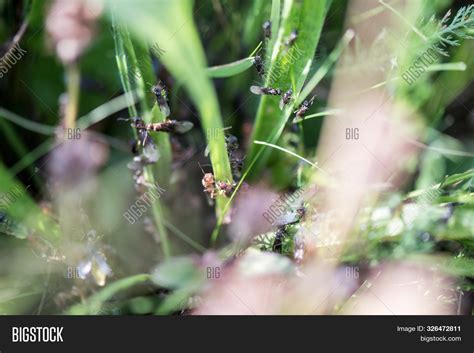 Flying Ants. Insects Image & Photo (Free Trial) | Bigstock