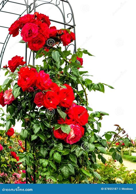 Red climbing roses stock image. Image of plant, blooming - 87855187