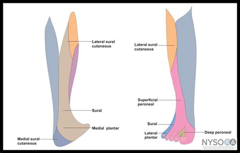 Popliteal Sciatic Nerve Blocks: Intertendinous / Lateral Approach - NYSORA The New York School ...