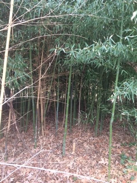 Eco-Answers from the Pros: Controlling Invasive Bamboo - Ecological Landscape Alliance