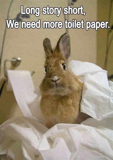 Rabbit Ramblings: Funny Bunny Memes | Funny rabbit, Funny animal memes, Funny bunnies