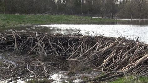 Beaver Dams, Stock Footage | VideoHive