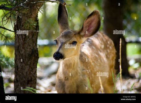 Mule deer fawn Stock Photo - Alamy