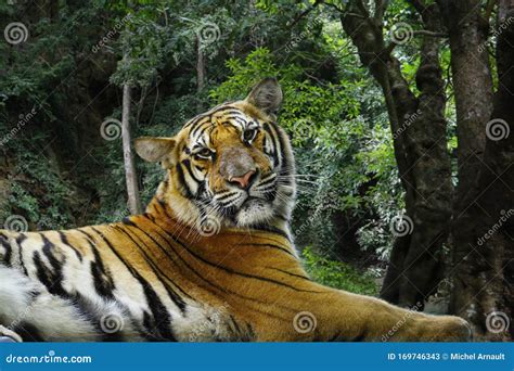 Bengal Tiger in the Rainforest Stock Image - Image of beauty, portrait: 169746343