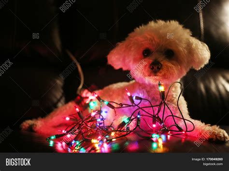 Dog Christmas Lights. Image & Photo (Free Trial) | Bigstock