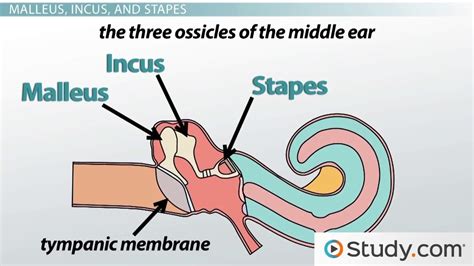 The Ear: Middle Structures and Hearing Functions - Video & Lesson Transcript | Study.com