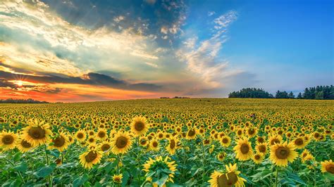 Broad Field Of Sunflowers Under Cloudy And Blue Sky During Sunset 4K HD Flowers Wallpapers | HD ...