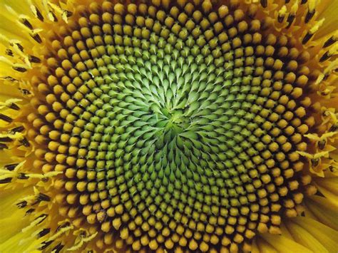 Tessellation in nature fibonacci sequence - sincress