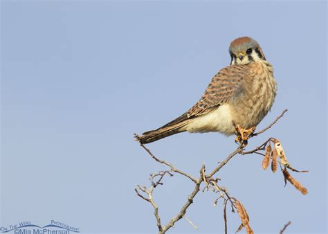 Saucy looking female American Kestrel – Mia McPherson's On The Wing Photography