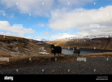 Wildlife in the Faroe Islands Stock Photo - Alamy