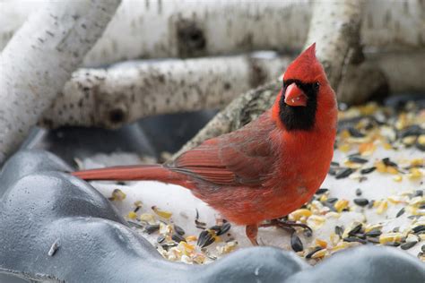 Male cardinal feeding in winter Photograph by Heidi Brandt - Fine Art America