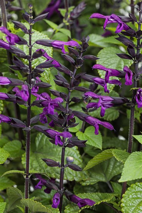 Rockin'® Deep Purple - Salvia hybrid | Proven Winners