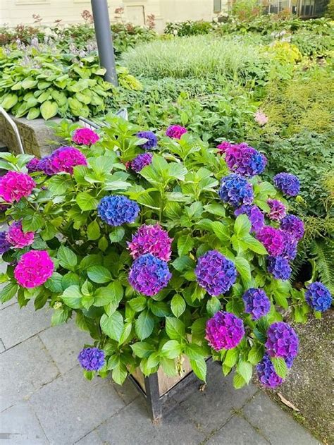 17 Best Pink and Blue Flowers | Balcony Garden Web