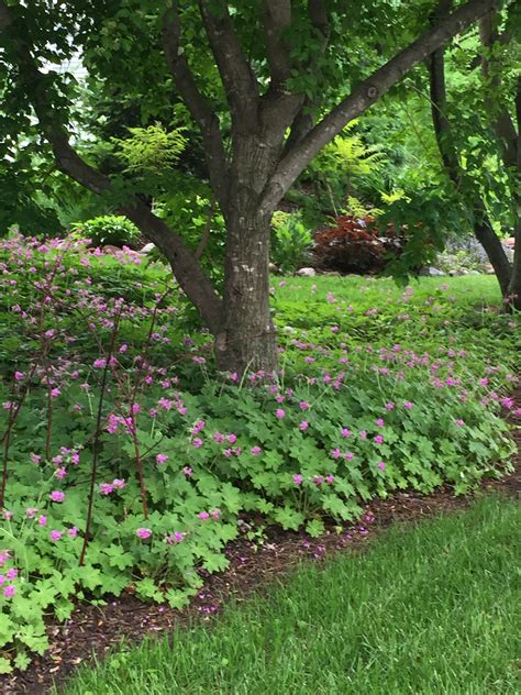 Wild Geranium-rabbits stay away from this incredibly hardy ground cover. Remains full and green ...