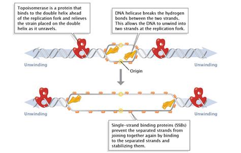 Dna Synthesis Can Be Described as