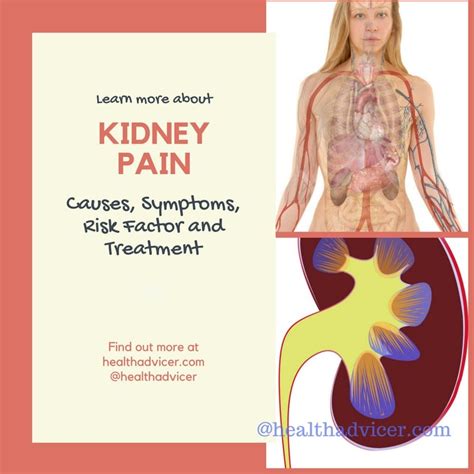 Kidney Pain : Causes, Symptoms, Risk Factor And Treatment