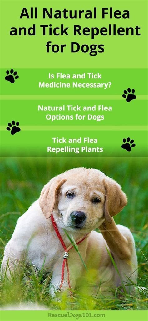 Natural Tick and Flea Prevention for Dogs