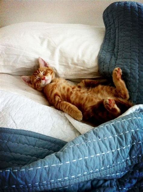 35 Funny Photos of Cats Caught Sleeping - Cat Fancast