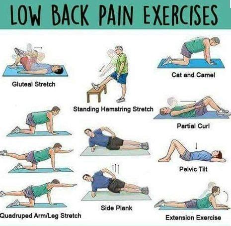 Chiropractic Exercises For Lower Back Pain – Online degrees