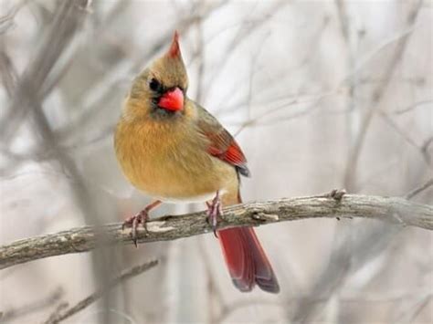 Northern Cardinal - NestWatch