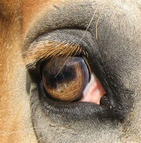 Horse Eye Anatomy