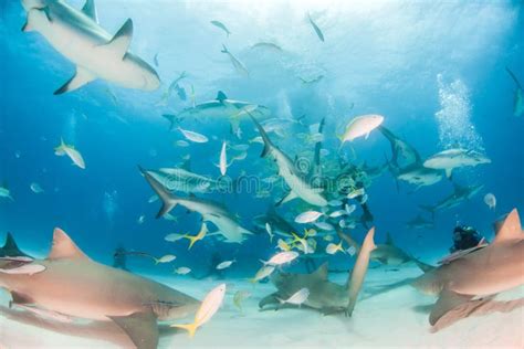 Lemon Shark and Caribbean Reef Sharks at the Bahamas Stock Photo - Image of tigerbeach, ocean ...