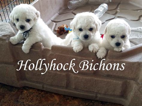 Bichon Frise Puppies For Sale - AKC PuppyFinder